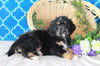 Bernedoodle For Sale Sugarcreek, OH Male- Lucky