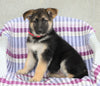 AKC Registered German Shepherd For Sale Sugarcreek, OH Female- Petunia