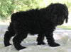 Cockapoo For Sale Dundee OH Male-Evan