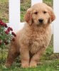 AKC Registered Golden Retriever For Sale Fredericksburg OH Male-Barney