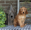 Medium F1BB Goldendoodle For Sale Millersburg OH Male-Denver