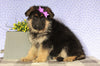 AKC Registered German Shepherd For Sale Millersburg, OH Female- Isabelle
