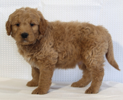 Mini Goldendoodle For Sale Beach City OH Male-Finn
