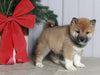 AKC Registered Shiba Inu For Sale Dundee OH Male-Benji
