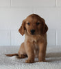 AKC Registered Golden Retriever For Sale Millersburg OH Female-Callie