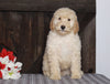 Mini F1BB Labradoodle For Sale Millersburg, OH Male- Zachary