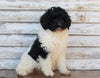 AKC Registered Standerd Poodle For Sale Millersburg OH Female- Coco