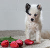 Pomsky For Sale Holmesville OH Female-Ivory