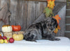 F1B Medium Labradoodle For Sale Millersburg OH Female-Fern