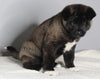 AKC Registered Akita For Sale Millersburg OH Female-Holly