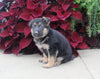 AKC Registered German Shepard For Sale Millersburg OH Male-Nathan