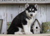 AKC Registered Siberian Husky For Sale Millersburg, OH Female- Molly