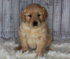 Golden Doodle Mix For Sale Sugarcreek, OH Female- Abby