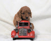 Cockapoo For Sale Millersburg, OH Female- Ava