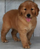 AKC Registered Golden Retriever For Sale Millersburg OH - Female Sally