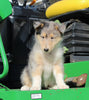 AKC Registered Collie Lassie For Sale Fredericksburg OH Female-Betz