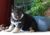 German Shepherd/ Siberian Husky Mix For Sale Millersburg, OH Female- Abby
