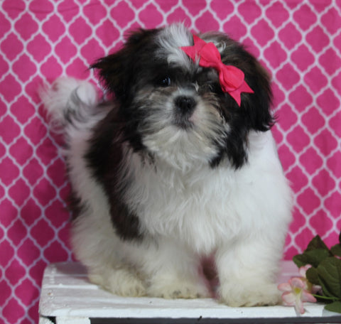 ACA Registered Shih-Tzu For Sale Millersburg OH Female-Nicole-Potty Trained!