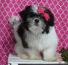 ACA Registered Shih-Tzu For Sale Millersburg OH Female-Nicole-Potty Trained!