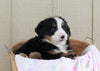 AKC Registered Bernese Mountain Dog For Sale Brinkhaven, OH Female- Lady