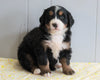 AKC Registered Bernese Mountain Dog For Sale Millersburg, OH Female- Liza