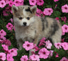 Pomsky For Sale Holmesville OH Female-Luna