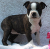 AKC Registered Boston Terrier For Sale Warsaw OH Female-Francis