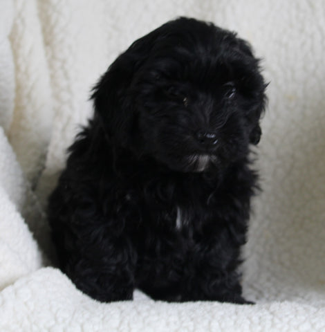 Shih-Poo For Sale Applecreek OH Male-Ranger