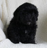 Shih-Poo For Sale Applecreek OH Male-Ranger