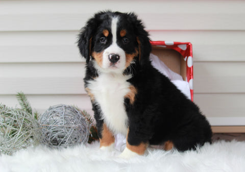 AKC Registered Bernese Mountain Dog For Sale Sugarcreek, OH Male- Santa