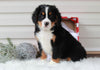 AKC Registered Bernese Mountain Dog For Sale Sugarcreek, OH Male- Santa