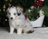 Mini Australian Shepherd For Sale Orrville OH Male-Winston