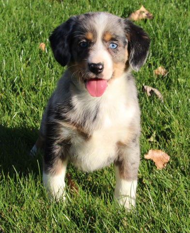 Beagle Mix For Sale Sugarcreek OH Female-Gloria