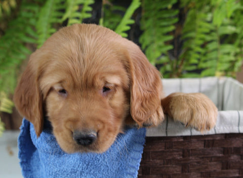 AKC Registered Golden Retriever For Sale Shreve OH Male-Ricky