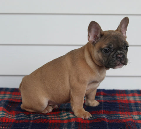 AKC Registered French Bulldog For Sale Millersburg OH Female-Pearl