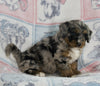 Mini Bernedoodle For Sale Millersburg OH Female-Grace