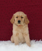 AKC Registered Golden Retriever For Sale Fredericksburg OH Male-Ben