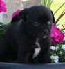 Pug For Sale Millersburg OH Female-Sallie