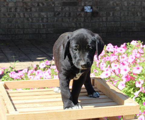 Dalmatian English Cream Goldens For Sale Holmesville OH Male-Dexter