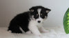 Pomsky For Sale Fredericksburg, OH Female- Daisy