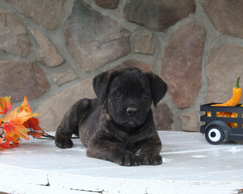 AKC Registered Cane Corso For Sale Wooster OH Male-Dominic