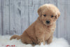 AKC Registered Golden Retriever For Sale Millersburg, OH Female- Katy