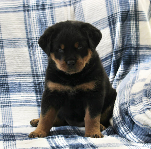AKC Registered Rottweiler For Sale Shreve OH Female-Chloe