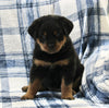 AKC Registered Rottweiler For Sale Shreve OH Female-Chloe