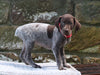 AKC Registered German Shorthaired Pointer For Sale Fredericksburg OH Male-Decoy