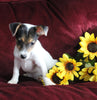 Jack Russel Puppy For Sale Fredericksburg OH Female-Penny