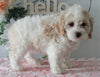 Cockapoo For Sale Holmesville OH Female-Chloe