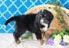 Bernedoodle For Sale Sugarcreek, OH Female- Twinkle