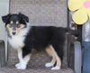 Collie Lassie For Sale Fredericksburg OH Female-Ruthie