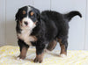 AKC Registered Bernese Mountain Dog For Sale Millersburg, OH Female- Liza